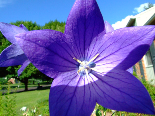 balloon flower photo